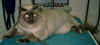 GryCat_After.JPG (21744 bytes)