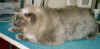 GryCat_Before.JPG (22088 bytes)
